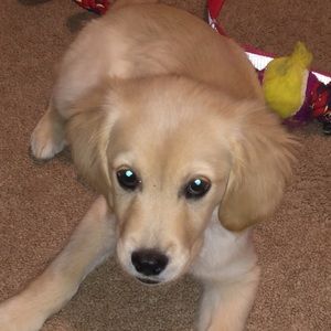 Meet your Posher, William